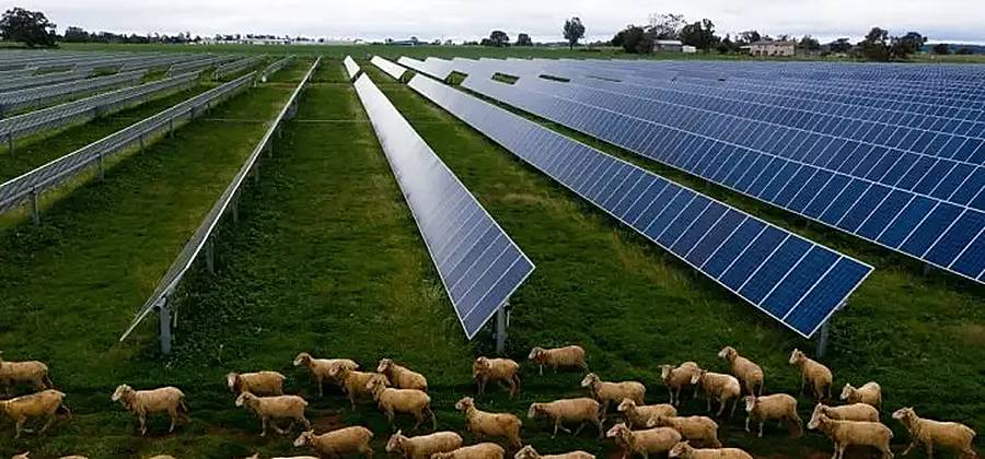 Ovelhas pastando sob usina solar em campo aberto